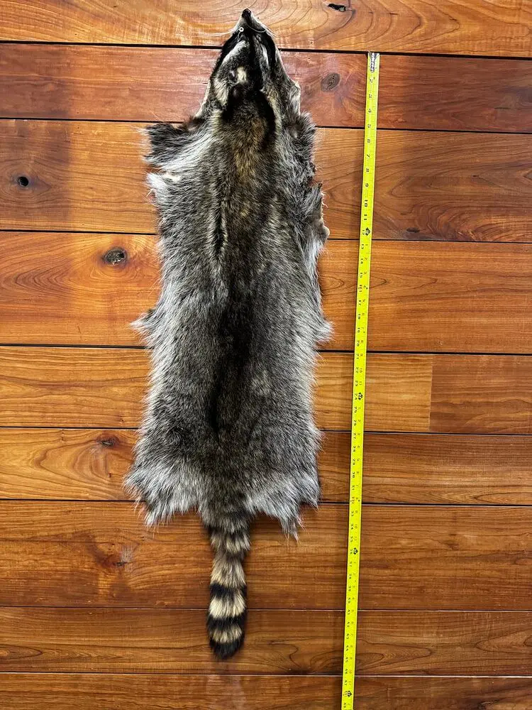 racoon
